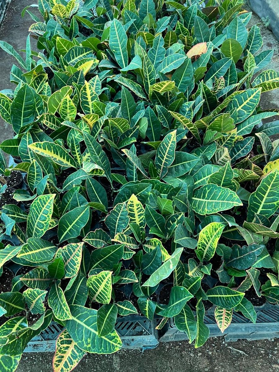 Croton plants with colorful foliage at Akshaya Nursery wholesale