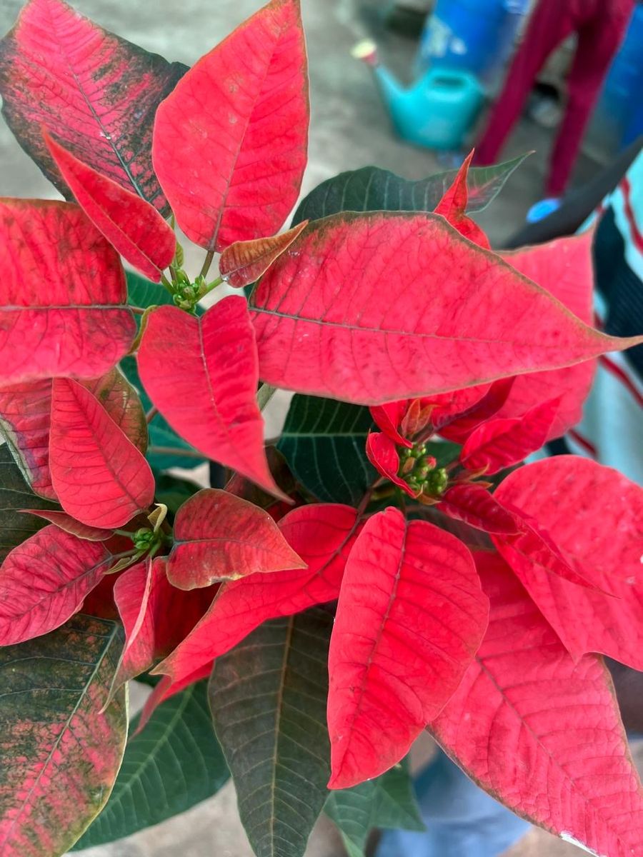 Red Poinsettia plants wholesale at Akshaya Nursery near Hosur