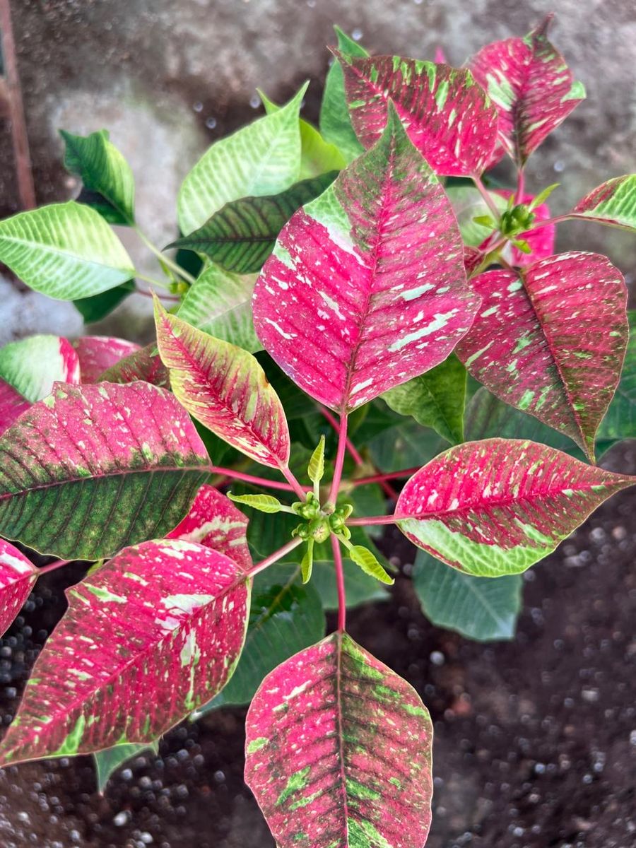Variegated pink and green poinsettia variety