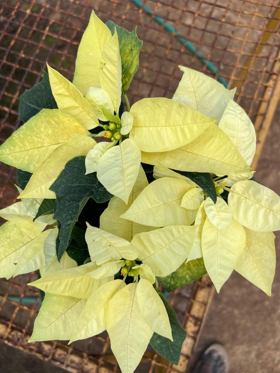 White cream poinsettia plant variety
