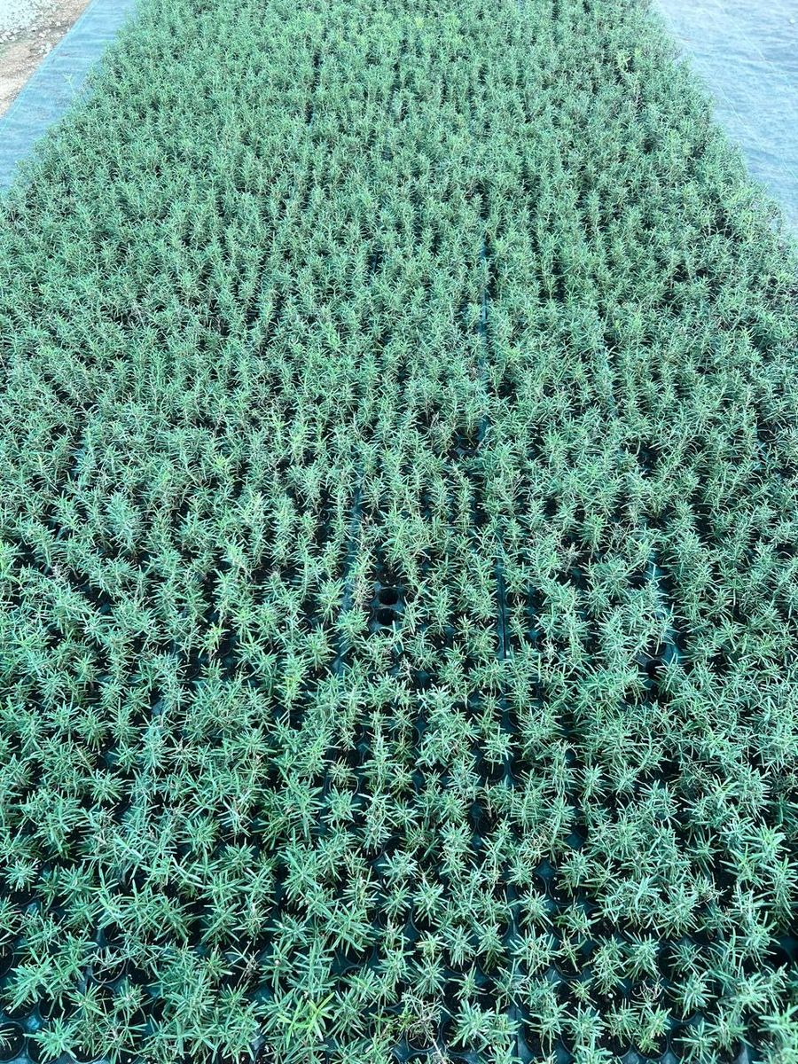 Inside our polyhouse greenhouse with rows of rosemary plants at Akshaya Nursery