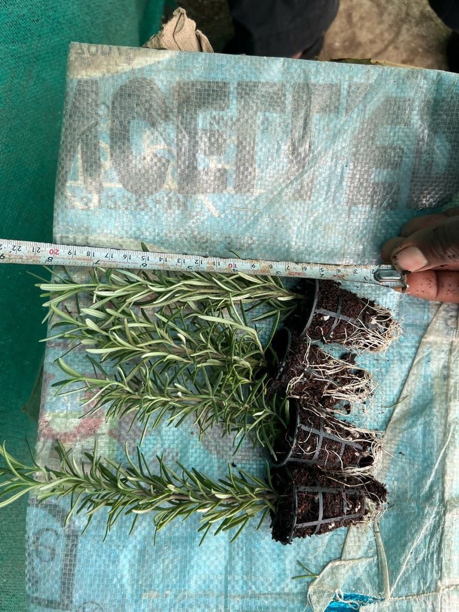 Rosemary seedlings with roots ready for transplanting